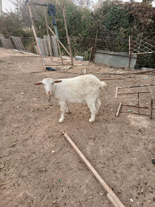 Продаётся зааненская коза