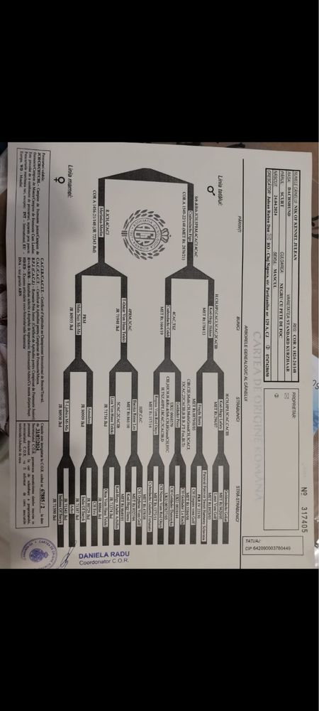 Teckel cu pedigree FCI