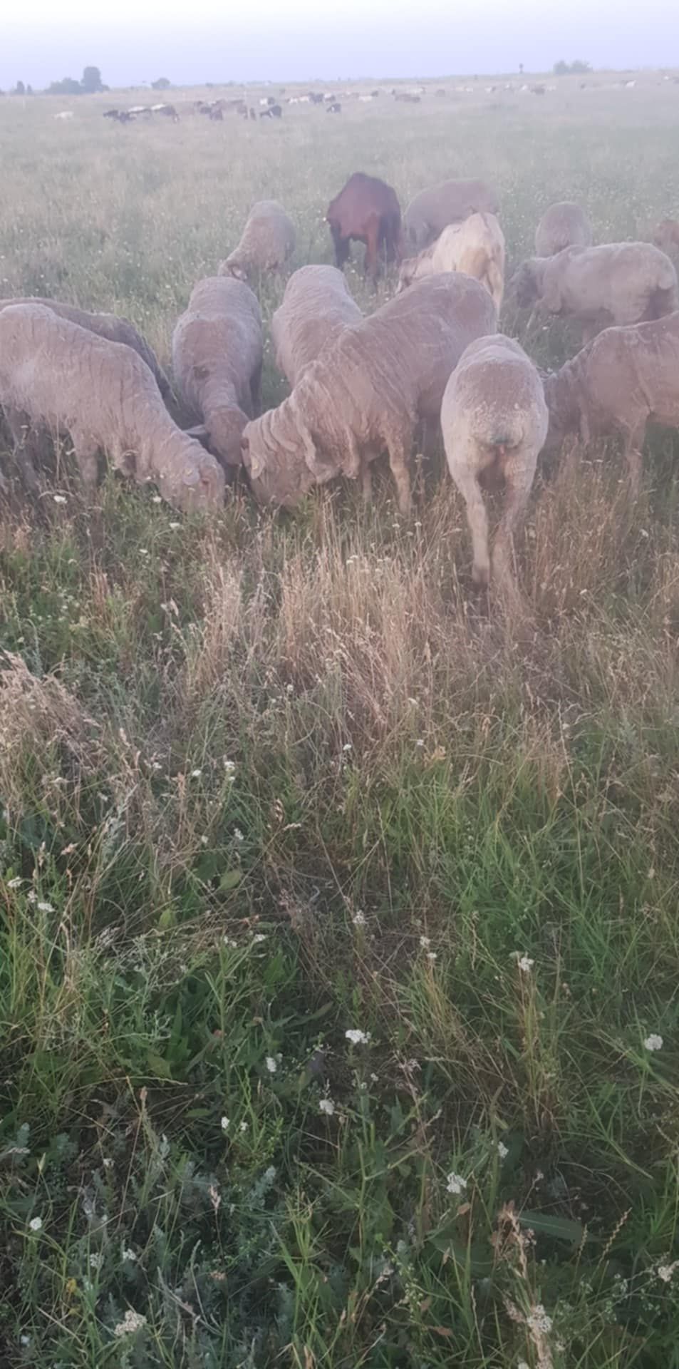 Merinos de palas