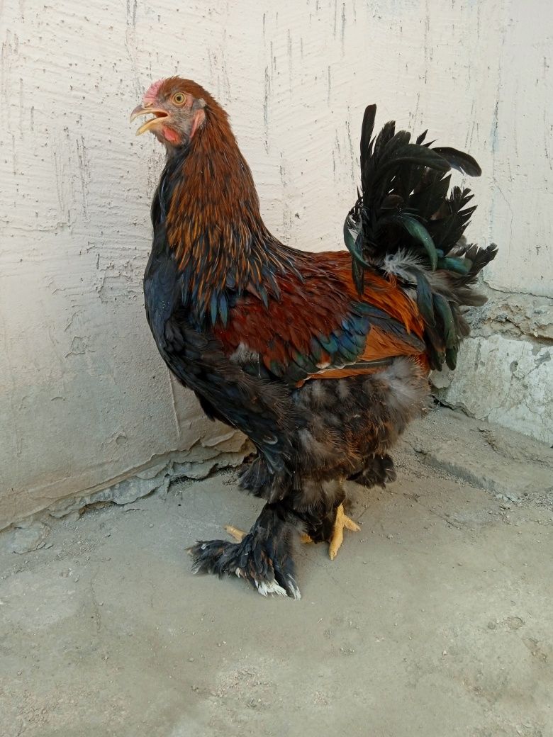 Brama parselan xo'rozlari