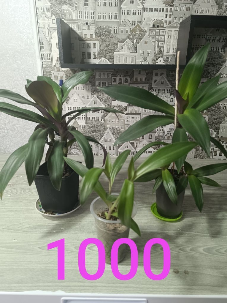 Продам дорого цветы