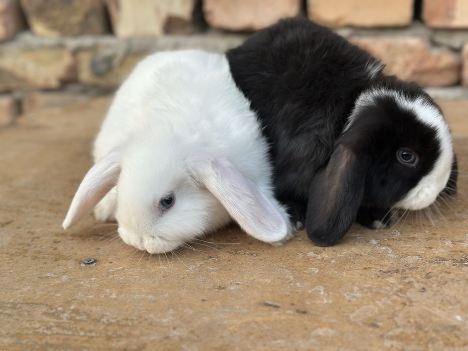 Almaz glazlar sotiladi,tozza qon