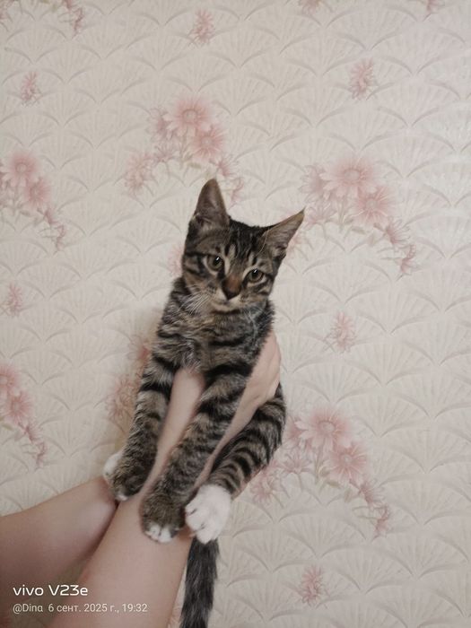 Котенок мальчик бесплатно