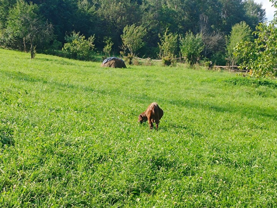 Vând țap murciano granadia in vârstă de 4 ani