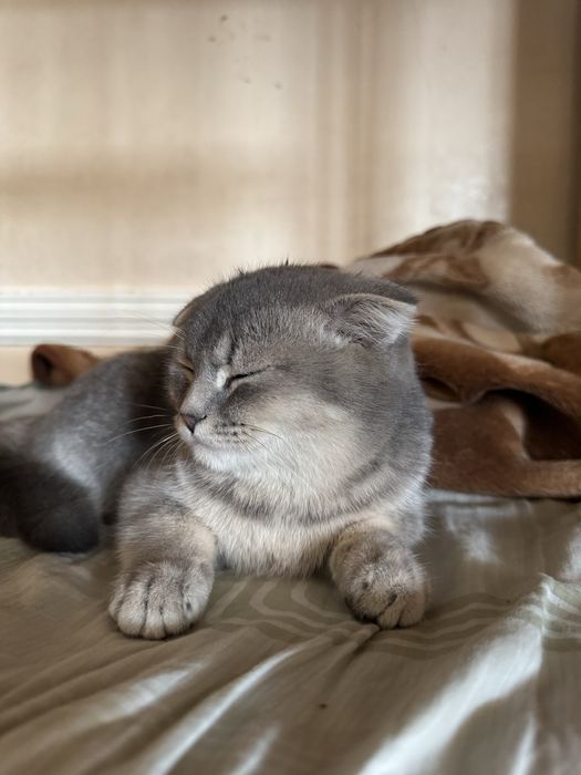 скотиш фолд мальчик