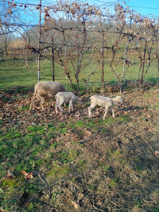 Vând oaie cu doi miei.