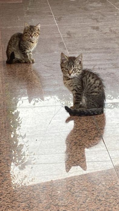 Очень милые котята