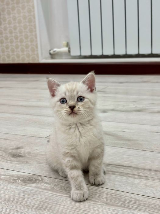 Шотландские котята