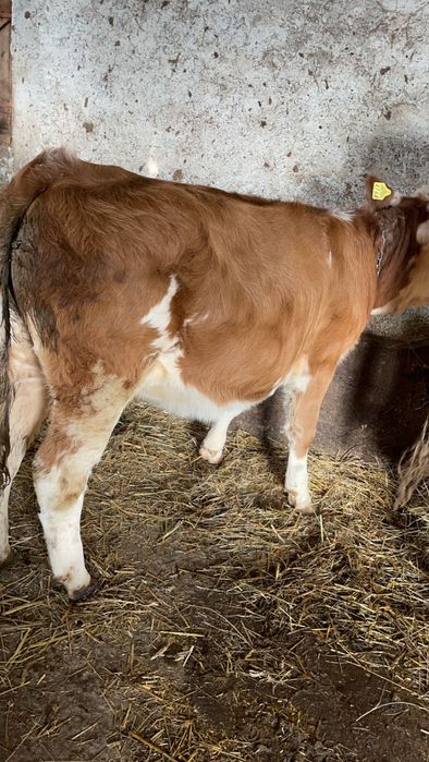 Vând vitea Bălțat forte frumoasă