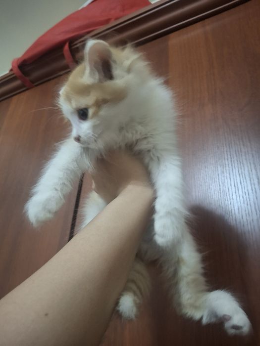 Scottish fold haylend