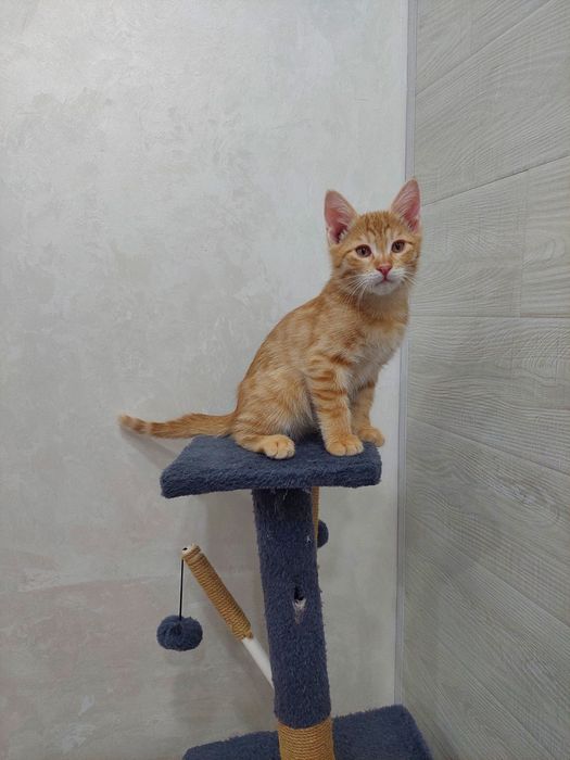 Котёнок мальчик рыжий. Ташкент
