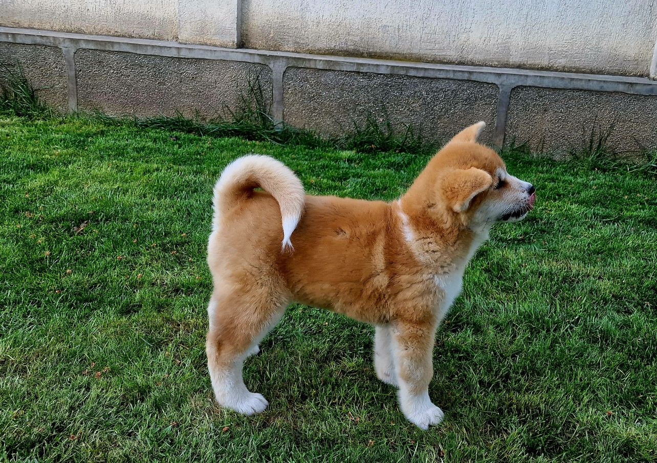 Akita Inu japonez din canisa autorizata