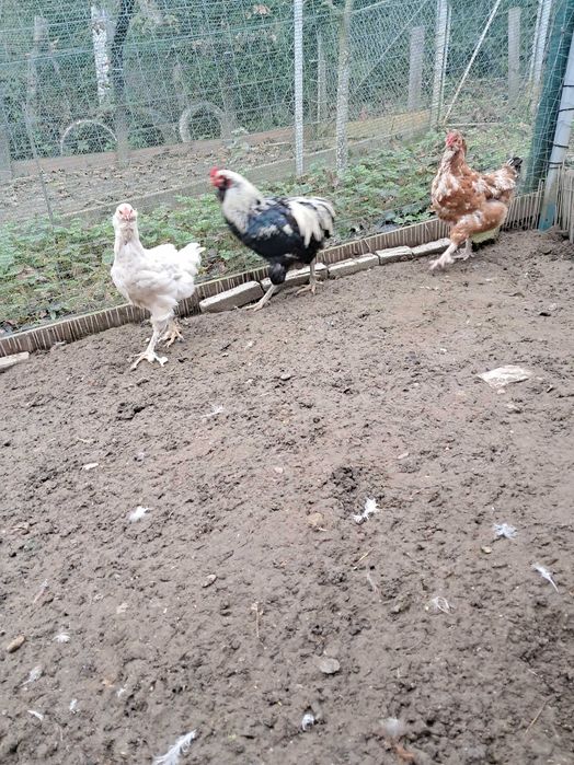 Cocoș Araucana 2024
