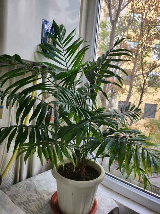 Комнатное растение цветок Пальма