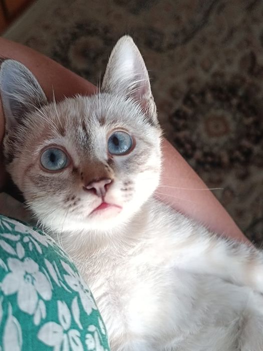 Продам 10 000 котенок