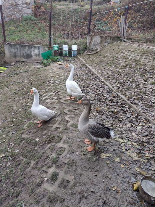 продавам млади гъски