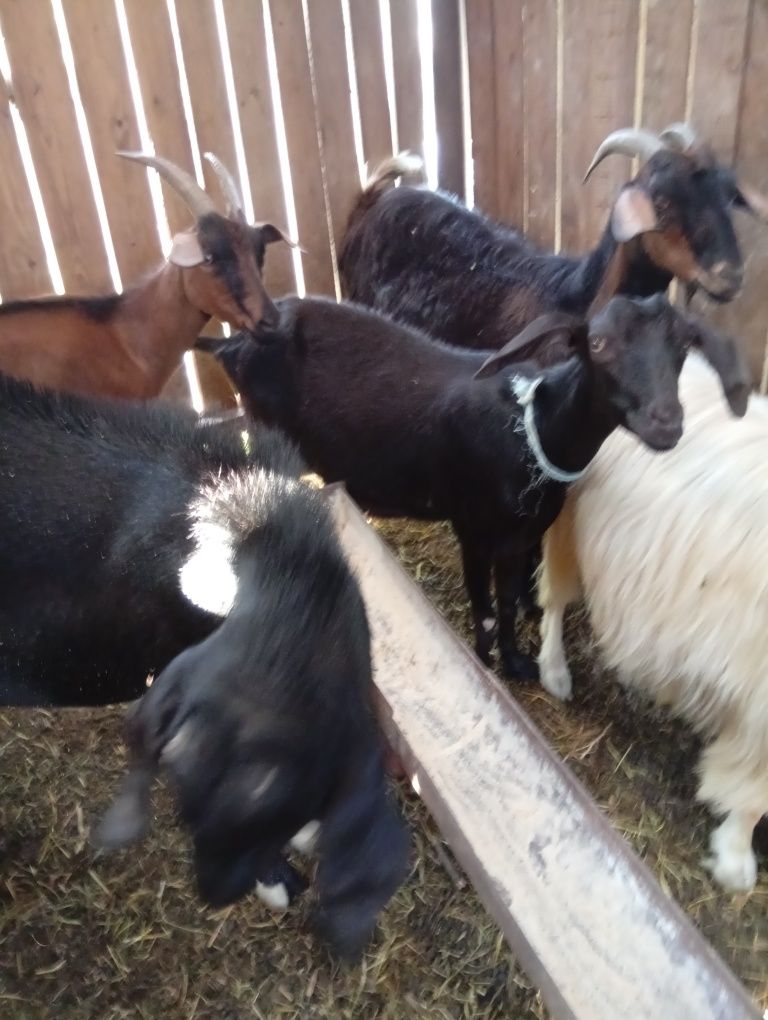 Animale domestice