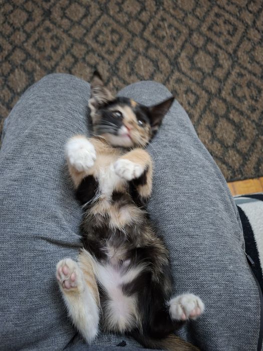 Котёнок бесплатно