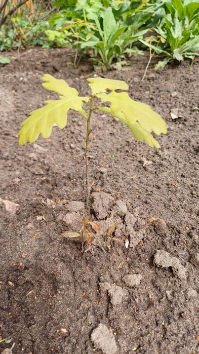 Продам саженцы дуба