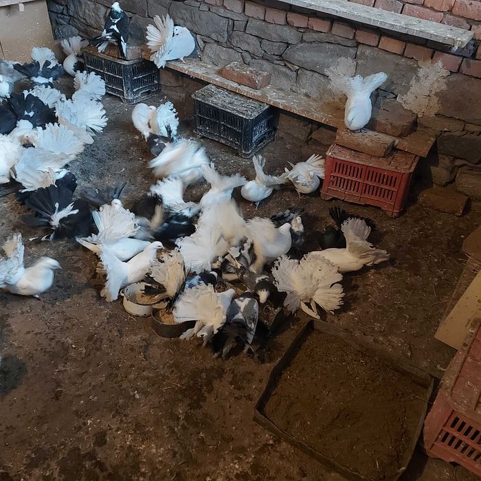 Продавам гълъби Финерлии - бели, сиви и пъстри.