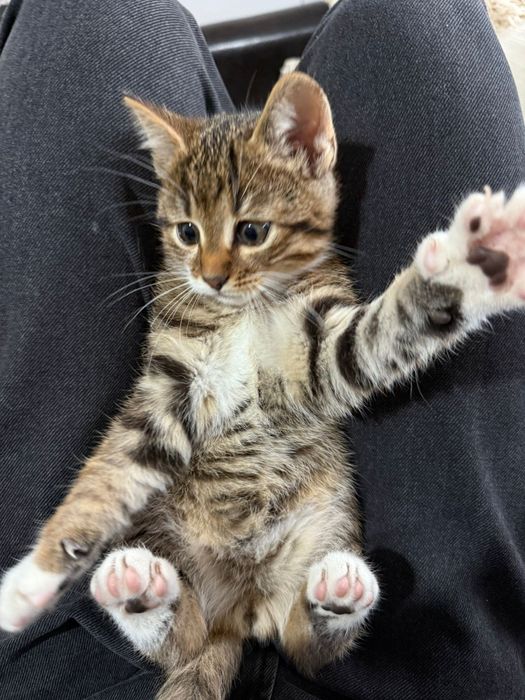 Donez 2 pui pisica,băiețel si fetiță