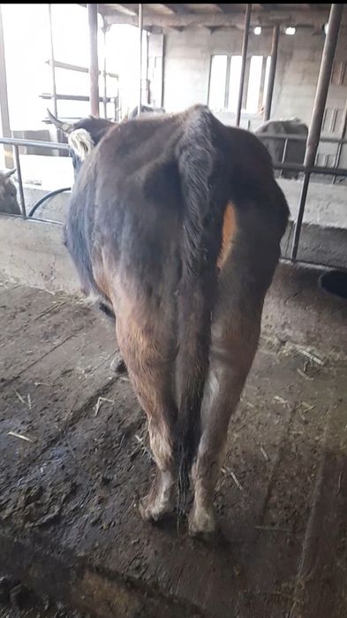 Продам двух породистых первотелок.