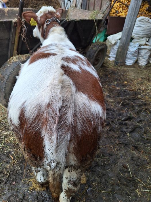 Vînd viței înțărcați