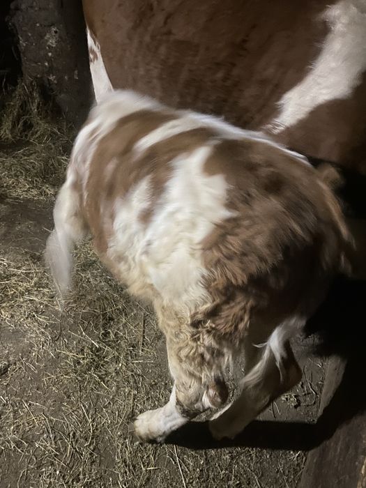 Vând vițel. Sat Șerel. Com Pui