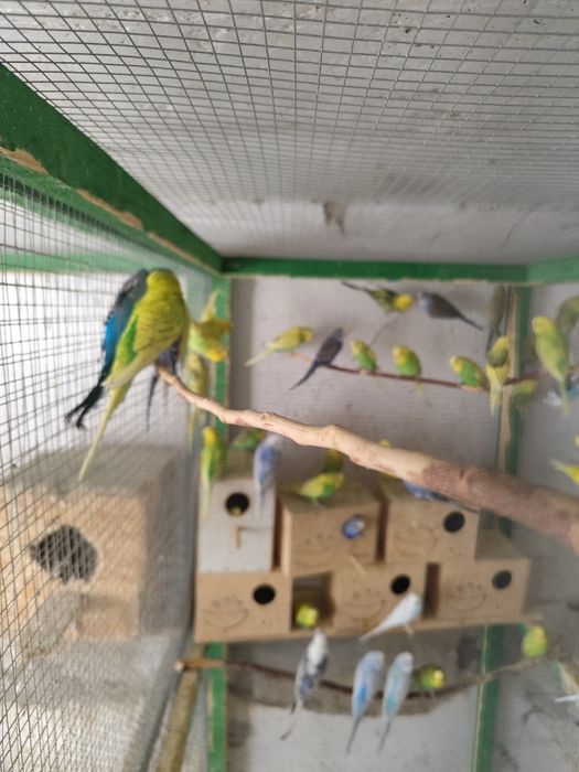 Papagali peruși, rozele , marele Alexander