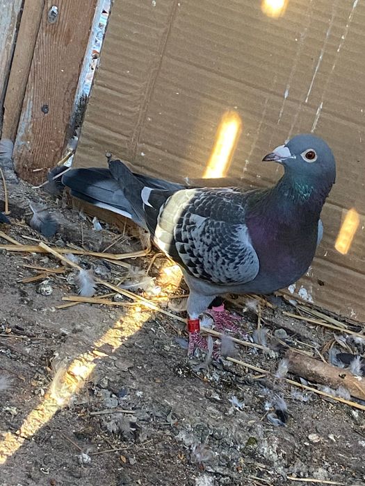 Vând porumbei voiajori pentru concurs