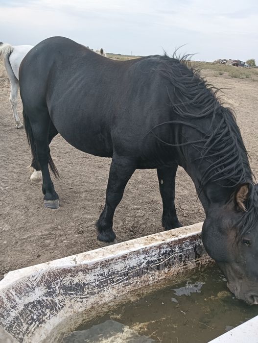 Cai de vânzare Giulvăz
