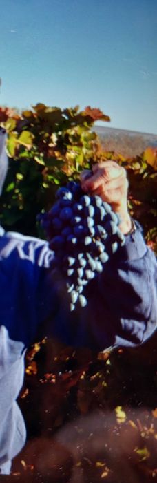 livada de pomi fructiferi si vie struguri de masa