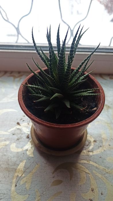 Хавортия домашнее растение