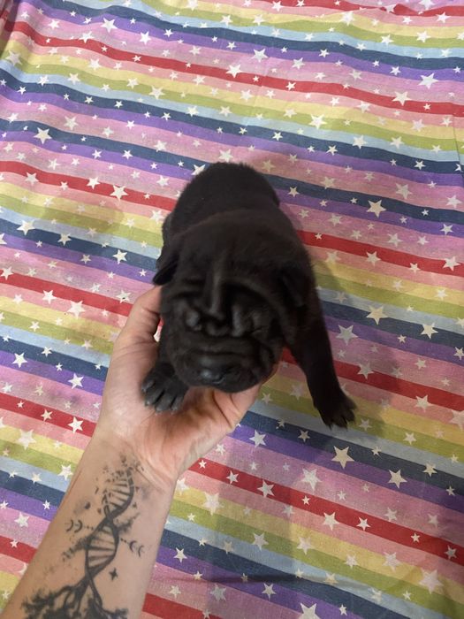 Catelusi shar pei in cautare de familii iubitoare