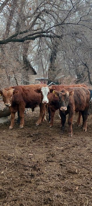 бычки бука подсосы