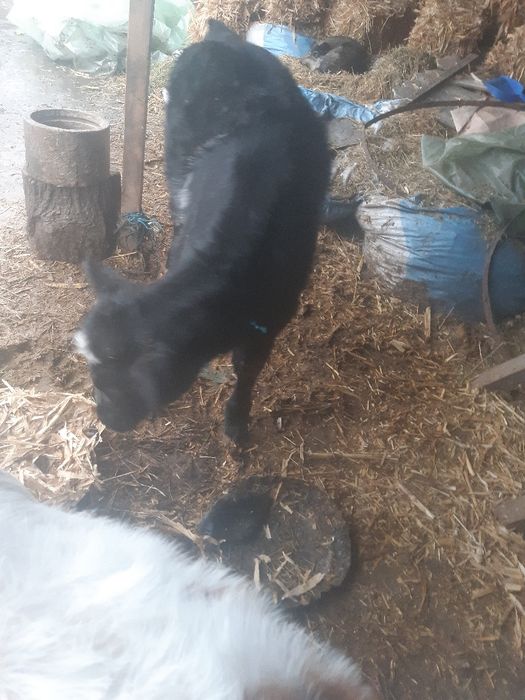 Vitea b belgian de vanzare