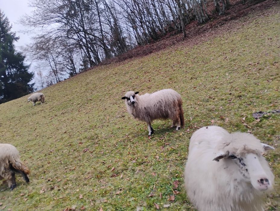 Oi de vanzare de a fata