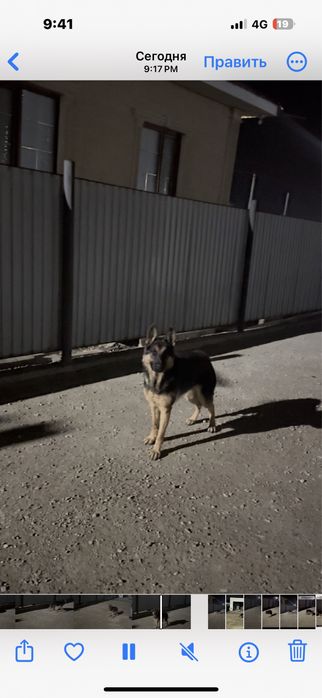 Сатылады немис кушиги кыз тумаган