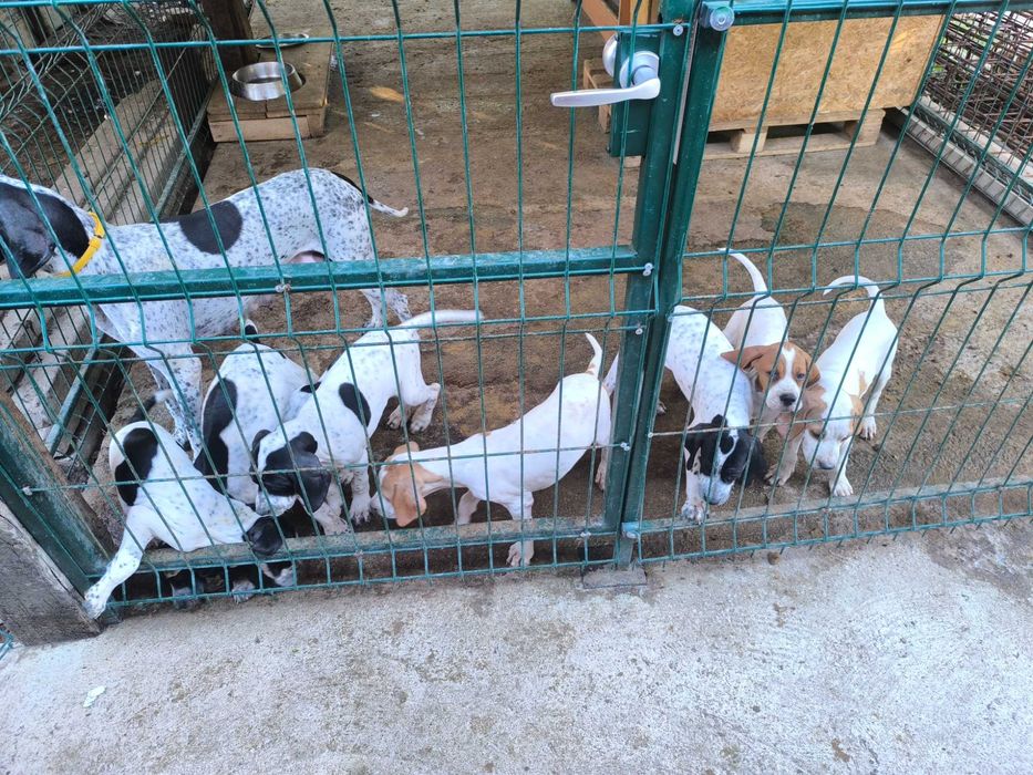 Продавам Английски Пойнтер