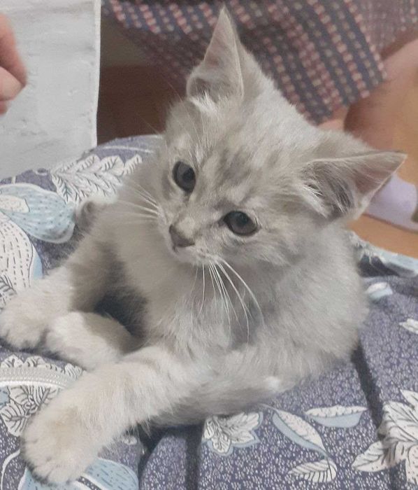 Котята девочки бесплатно