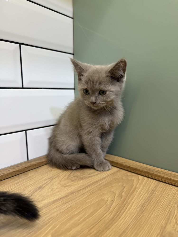 Продаются котята скоттиш страйт