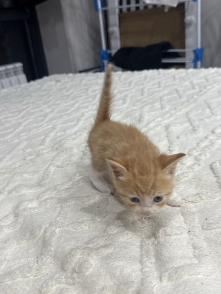 Милые котята на выбор