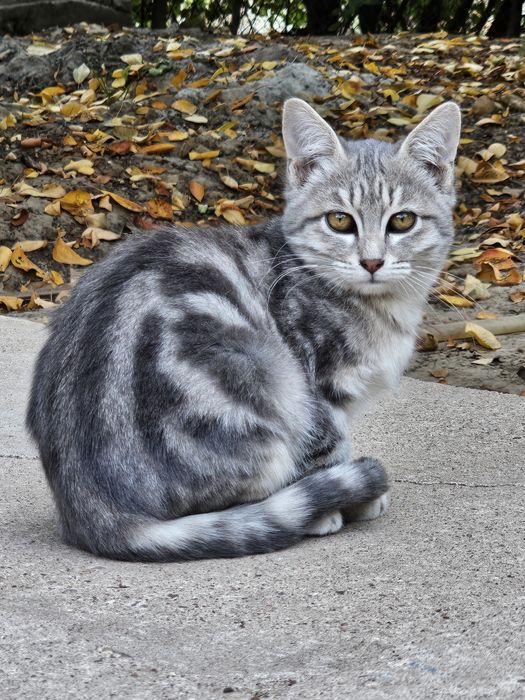 Котята - мышеловы  бесплатно