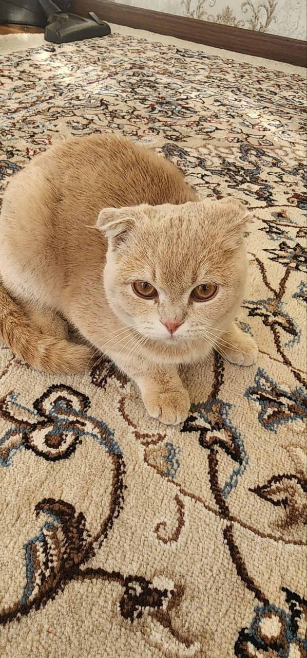Скотч Мушук кошка