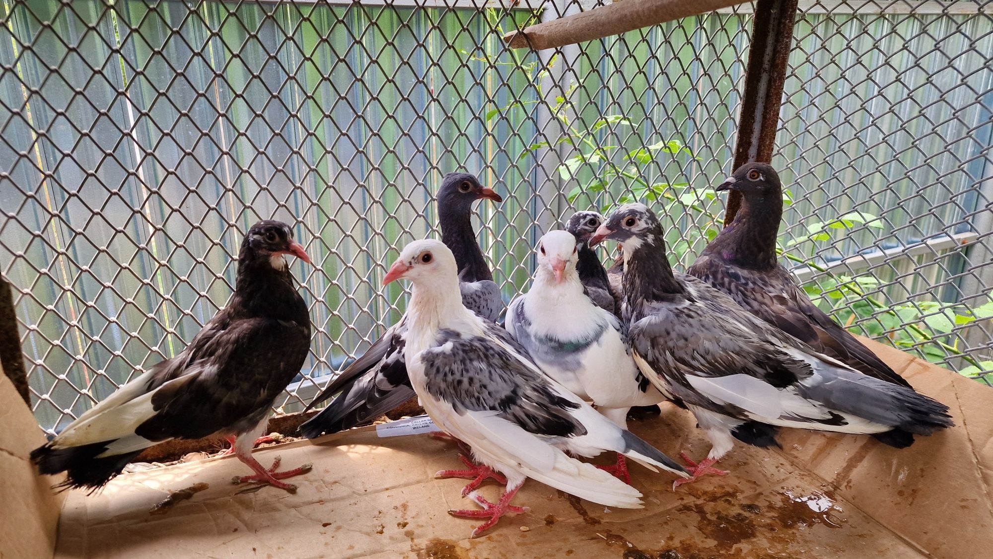 Porumbei voiajori