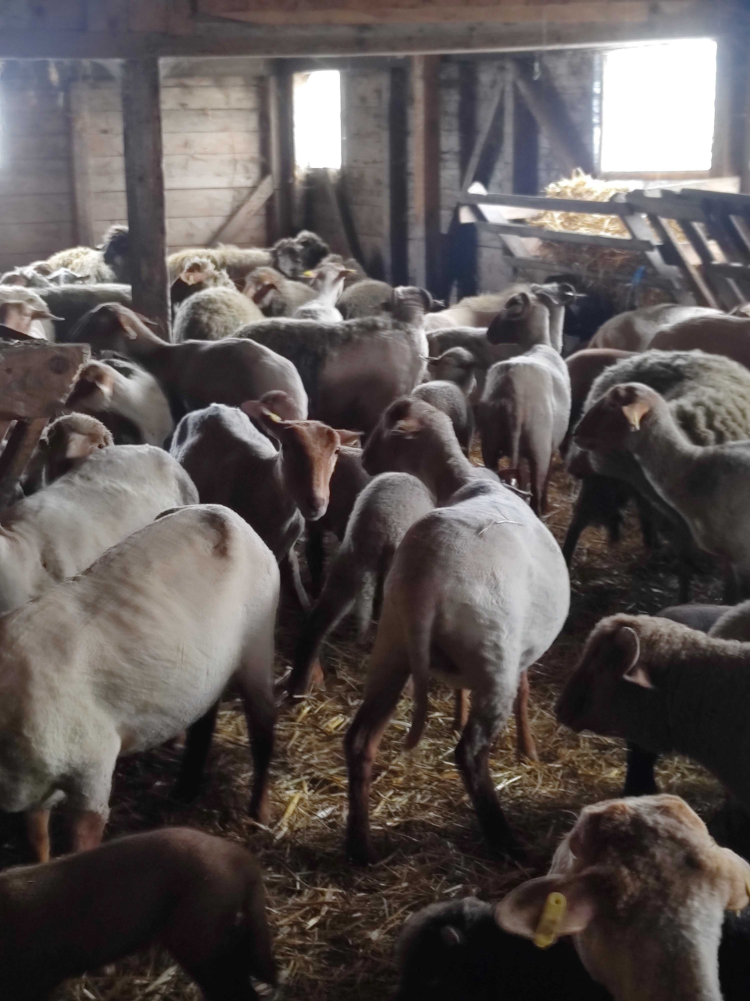 Miei de Paști crescuți natural Focșani