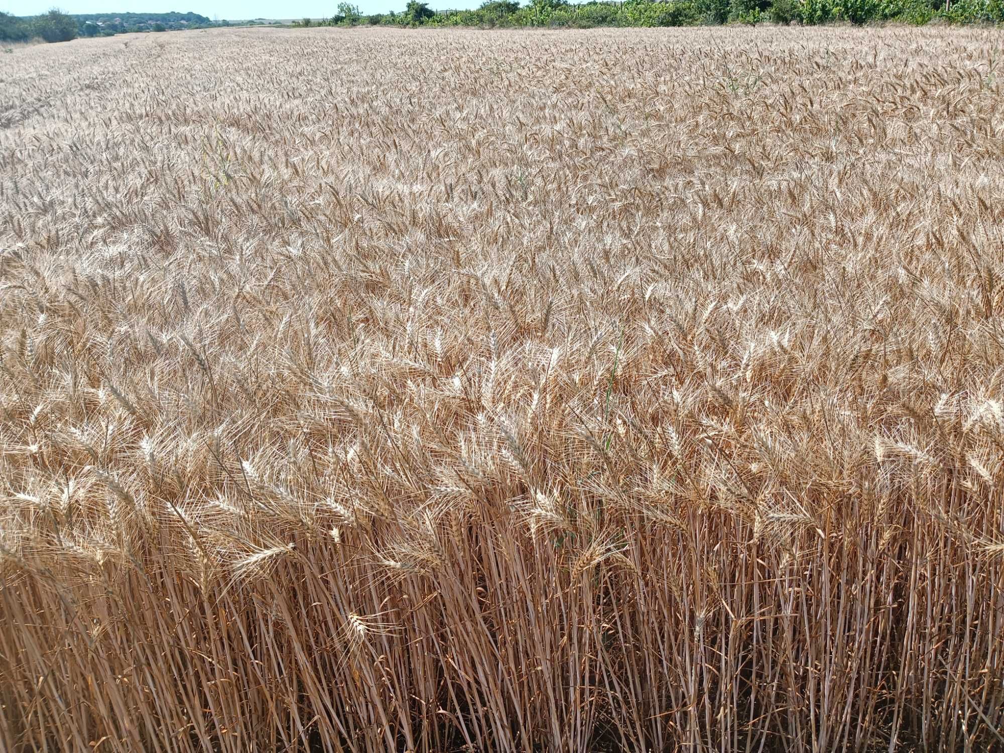 Продавам зърно за фуражи