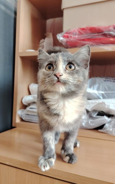 Котенок девочка трехцветка