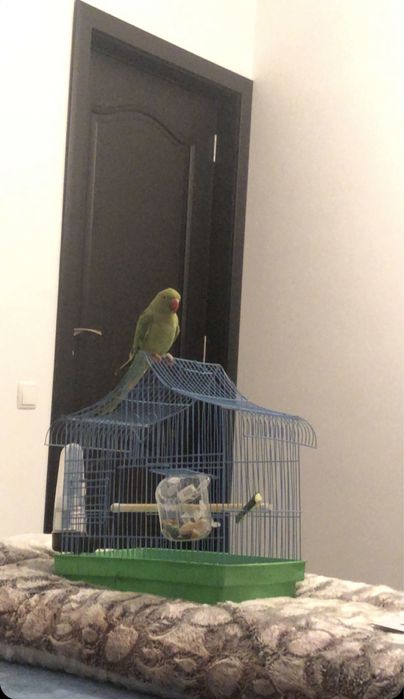Papagal micul alexander bland