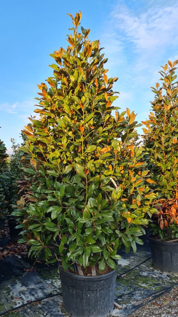 Vindem magnolia grandiflora enupar pe tulpina